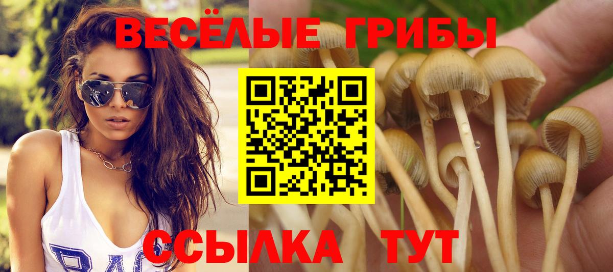 Псилоцибиновые грибы Cubensis Избербаш